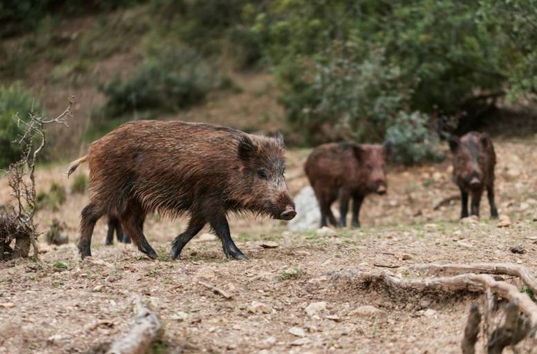 Qué sabemos de la peste porcina…