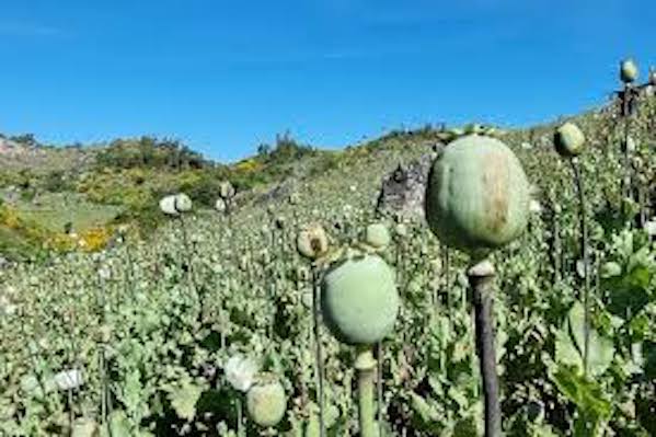 Birmania, las guerras del opio