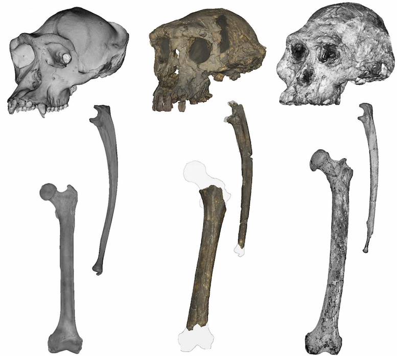 ‘Sahelanthropus’ se consolida como el primer antepasado humano que caminó a dos piernas