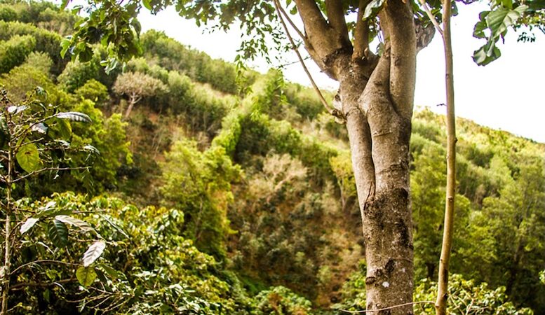 La cascarilla de Bahamas: una planta amarga endulza la vida de una isla olvidada