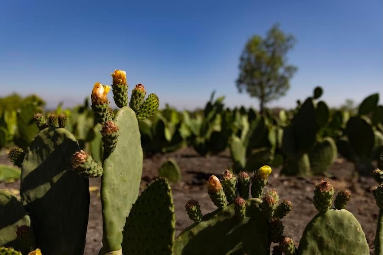 El nopal se alza en México como verdadero tesoro cultural y gastronómico