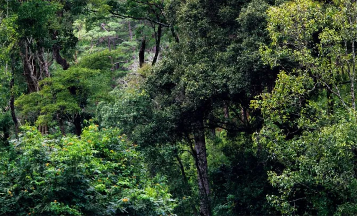 La brecha entre promesas y acciones: el mundo suspende en la protección de la naturaleza