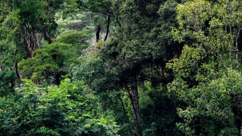 La brecha entre promesas y acciones: el mundo suspende en la protección de la naturaleza