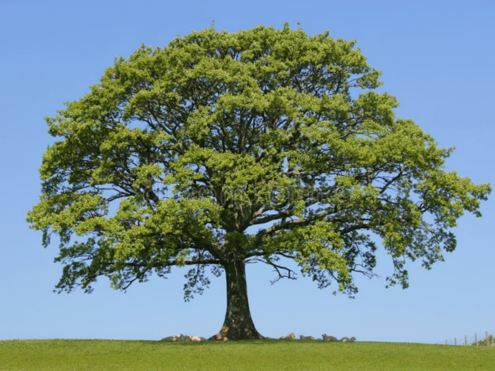 Més de 150 municipis s’unixen per a mapar la falta d’arbres i exigir ombra davant l’emergència climàtica