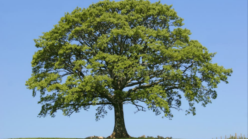 Més de 150 municipis s’unixen per a mapar la falta d’arbres i exigir ombra davant l’emergència climàtica
