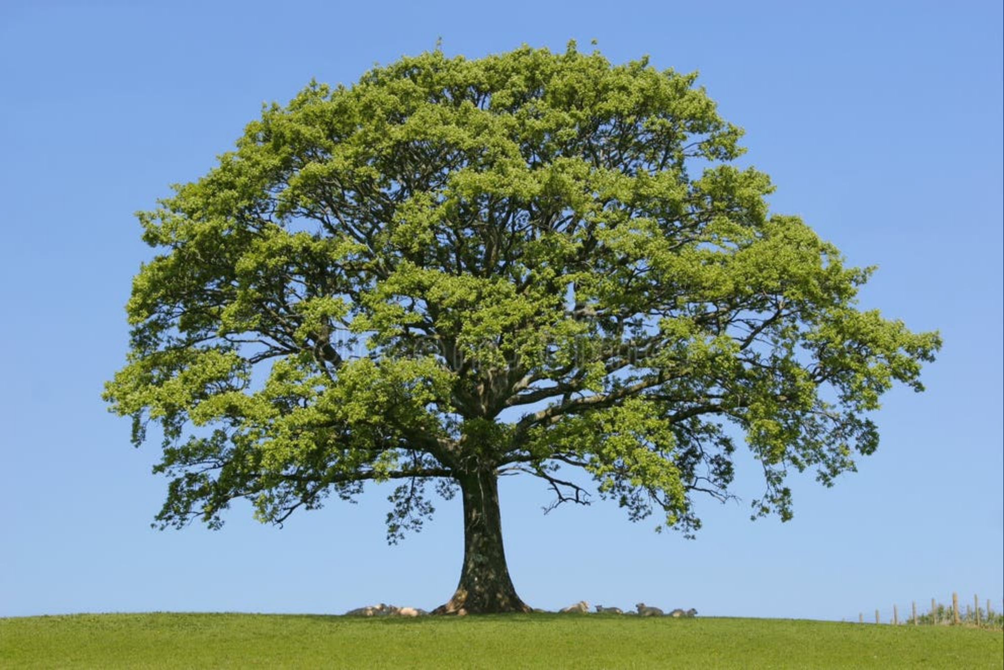Més de 150 municipis s’unixen per a mapar la falta d’arbres i exigir ombra davant l’emergència climàtica