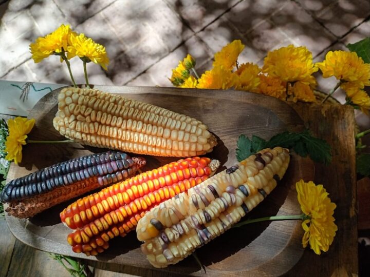 Desde la milpa: resistencia a transgénicos y mas allá